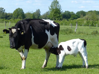 Bündnis fordert langfristige Finanzierung für Umbau der Tierhaltung