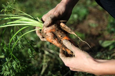 Weltgesundheitstag 2024: Konzepte gesunder Ernährung müssen mit Planetengesundheit zusammen gedacht werden