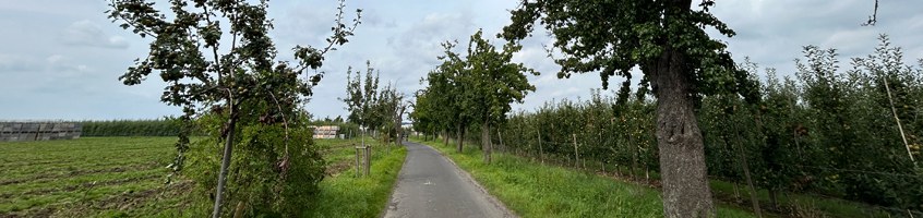 Schnecken auf der Streuobstwiese