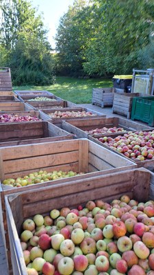 Apfelernte und Besichtigung bei klaar - fruchtfermente