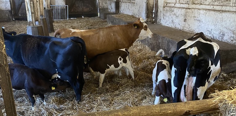 Führung zum Thema artgerechte Tierhaltung auf der Domäne Fredeburg