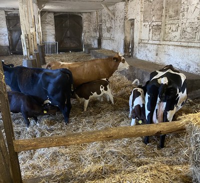 Führung zum Thema artgerechte Tierhaltung auf der Domäne Fredeburg