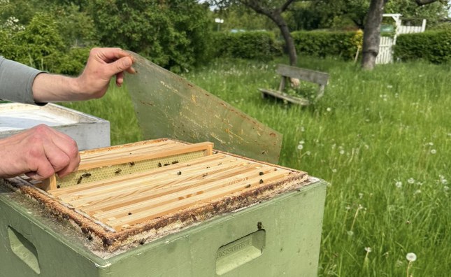 Imkerbesuch im Kleingarten am Rittbrook