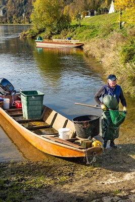 Plädoyer für den Donaufisch