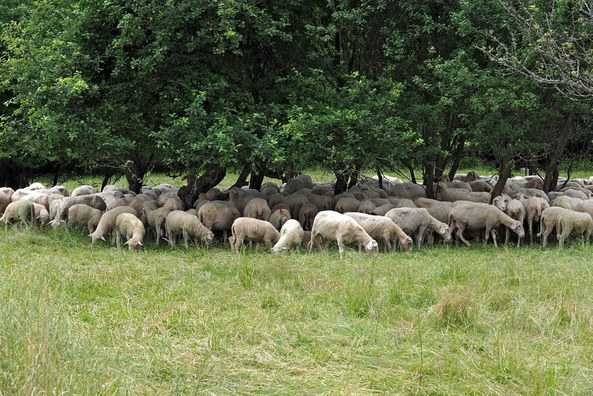 4.-13.10.24: Bliesgau Lammwochen