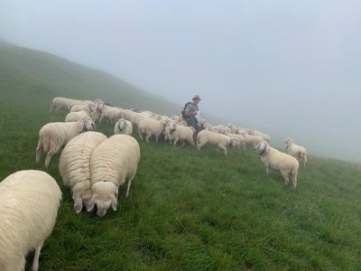 "Das Fleisch der Götter"