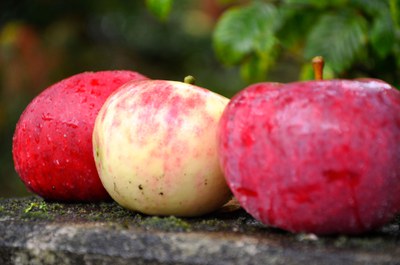 Obst richtig lagern