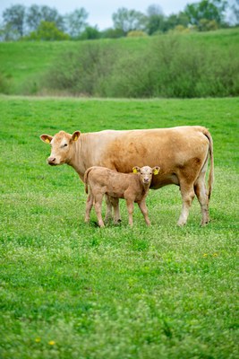 Zucht – der vernachlässigte Aspekt der Fleischqualität